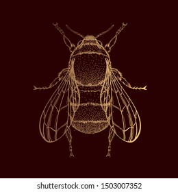 Beautiful gold bumblebee on a white background in a linear style. Hand-drawn.