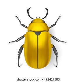 Beautiful Golden beetle on white background. Vector insect with legs and wings.