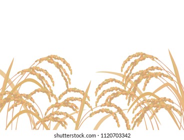 Beautiful golden rice