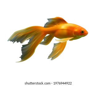 Beautiful goldfish for the aquarium on a white background. 3d vector illustration