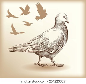 beautiful graceful dove vector sketch on gray background