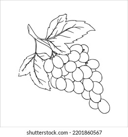 Beautiful Grapes Line Art Imagesgrapes Outline Stock Vector (Royalty ...