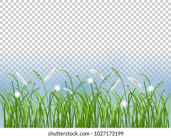 beautiful graphic design background of spring grass flower on transparent background