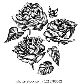 Beautiful graphic set with flowers rose and leaves. Illustration