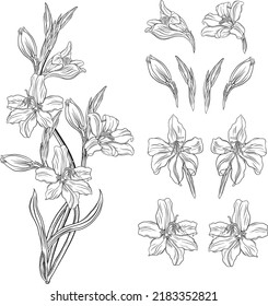 Beautiful graphic wildflowers. Floral graphic composition5