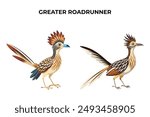 Beautiful Greater Roadrunner on white background vector illustration