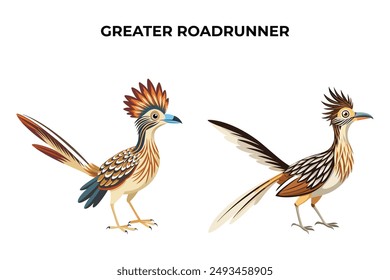 Beautiful Greater Roadrunner on white background vector illustration