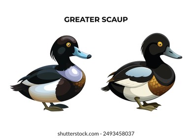 Beautiful Greater Scaup on white background vector illustration