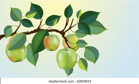 beautiful green apple branch in fall
