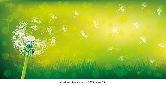 Beautiful green background with grass and dandelion.