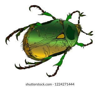 Beautiful green beetle, isolated vector illustration. Colorful vibrant gradient vector. Mystical symbol and insect. Alchemy, religion, occultism, spirituality, coloring book. Hand-drawn vintage.