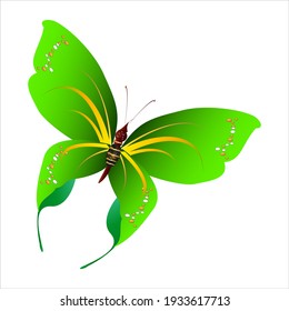 beautiful green butterflies, isolated on a white