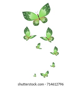beautiful green butterflies, isolated on a white