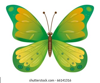 A beautiful green butterfly isolated.  Vector illustration