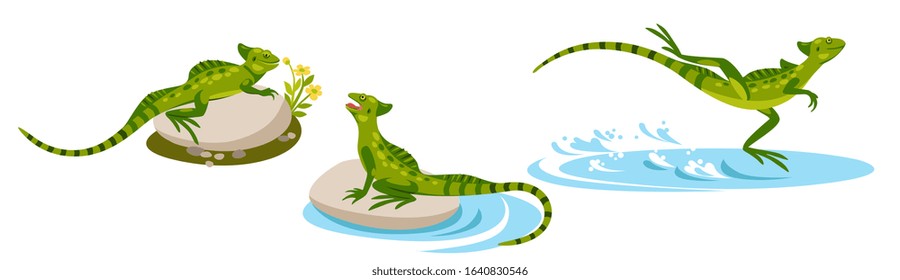 beautiful green contented basilisk lizard lies on a stone among the flowers. She got scared and 
run on water.
