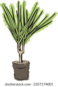 beautiful green dracaena house plant