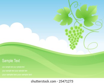 Beautiful green field and grape background. Vector illustration.