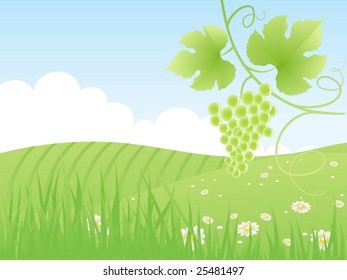 Beautiful green fields landscape with grape vine. Vector illustration.