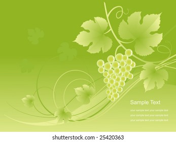 Beautiful green grape vine background. Vector illustration.