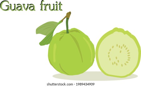 Beautiful green guava vector on a white background with the name of the fruit.