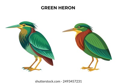 Beautiful Green Heron on white background vector illustration