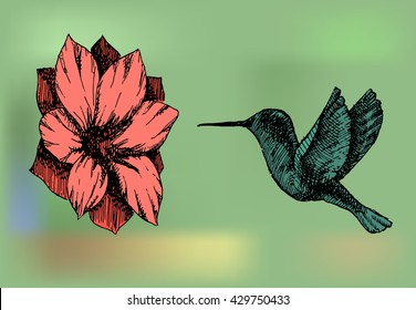 Beautiful green hummingbird. Hand drawn picture of colibri near  flower. Vector stock illustration