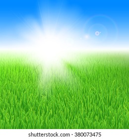 Beautiful green lawn with grass under the sun
