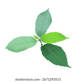 Hermoso diseño de Vector de ilustración de hoja verde.