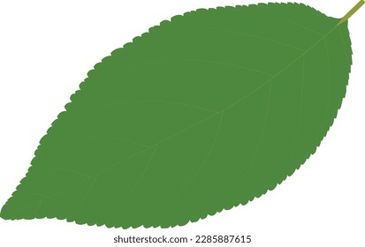 Beautiful green leaf vector art. This is an editable and printable vector eps file.