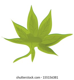 a beautiful green leaf in a white background