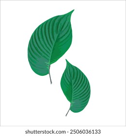 Hermoso Vector de hojas verdes. sobre un fondo blanco, Ilustraciones vectoriales. 
