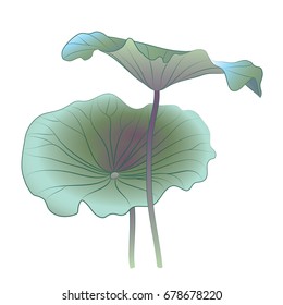 Beautiful Green Lotus Leaves - Vector Illustration