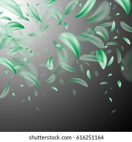 Beautiful green petals isolated on black backdrop.Petals on transparent background.For website,poster,placard and cover.Also useful for wallpaper,print,greeting card and wall picture