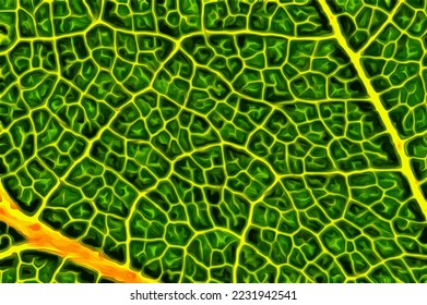 Beautiful and green piece of leaf with visible veins, primary vein and secondary veins and laminar structure