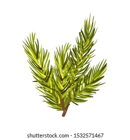 Beautiful Green Spruce Twig Vector Illustration Isolated On White Background