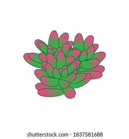 beautiful green succulent cactus logo template 02