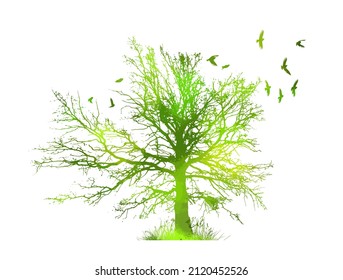 A beautiful green tree with birds . Vector illustration