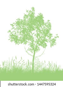 Beautiful green tree in the park. Vector