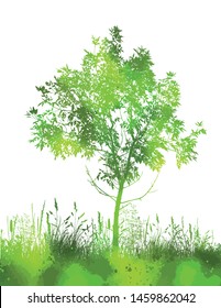 Beautiful green tree in the park. Vector