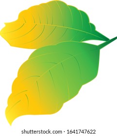 Beautiful green yellow leaf vector suitable for go green