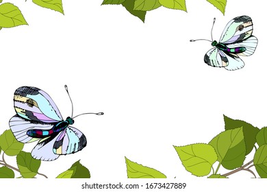 Beautiful greeting card green twig of birch with young leaves butterflys, cartoon drawing, escape with foliage. Black white isolated. Vector illustration on the theme of the spring, summer season