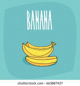 Beautiful group of several ripe and whole bananas fruits. Isolated blue background. Realistic hand draw style. Lettering inscription Banana. Vector illustration