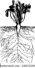 beautiful growing beetroot with roots in the ground inside view on white background