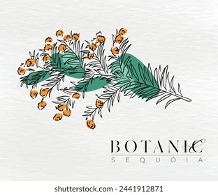 Beautiful hand drawing bloom Sequoia