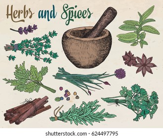 beautiful hand drawing healthy herbs and spices mortar. Herbs, basil, chervil, chives, cilantro, coriander, dill, mint, oregano, parsley, rosemary, rocket, sage, tarragon, thyme
