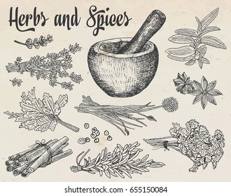 Beautiful hand drawing healthy herbs and spices mortar. Herbs, basil, chervil.