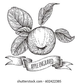 Beautiful hand drawn apple with ribbon and place for text, vintage engravind, vector illustration for autumn designs, farm markets and harvest celebration