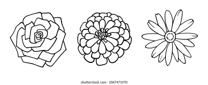 Beautiful hand drawn autumn set of isolated rose dahlia and daisy flowers. Vector line art illustration