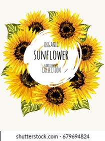 Beautiful hand drawn background illustration with sunflowers on white background. Collection decorative floral design elements. Vintage hand drawn vector illustration in botanical  style.