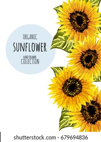 Beautiful hand drawn background illustration with sunflowers on white background. Collection decorative floral design elements. Vintage hand drawn vector illustration in watercolor style.